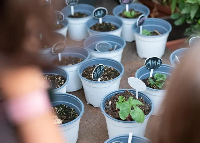 Imago מלון בארי